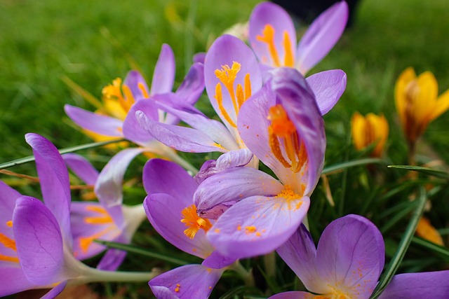 Free Flower Beautiful photo and picture