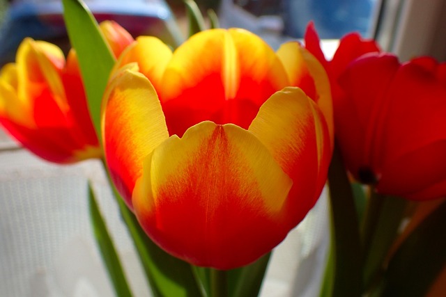 Free Tulip Floral photo and picture