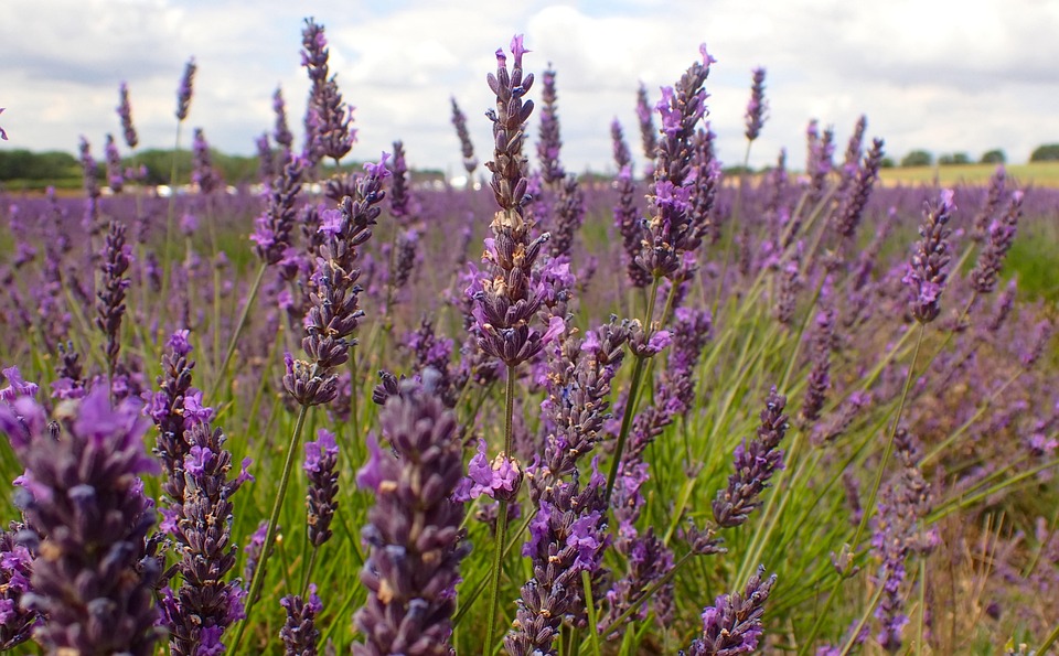 lavender-3801066_960_720.jpg