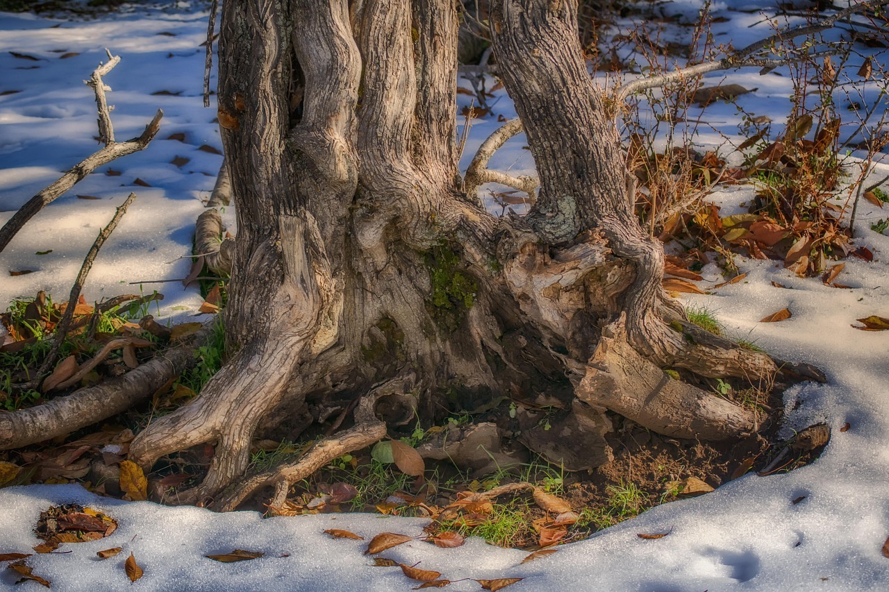 Trunk Tree Snow - Free photo on Pixabay - Pixabay