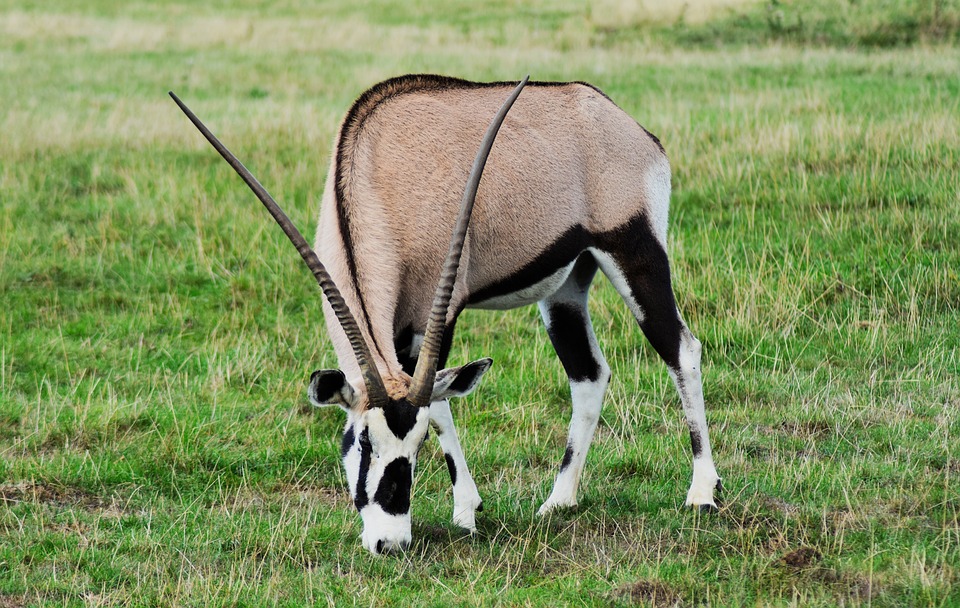 Oryx Gazelle Gemsbok Free Photo On Pixabay