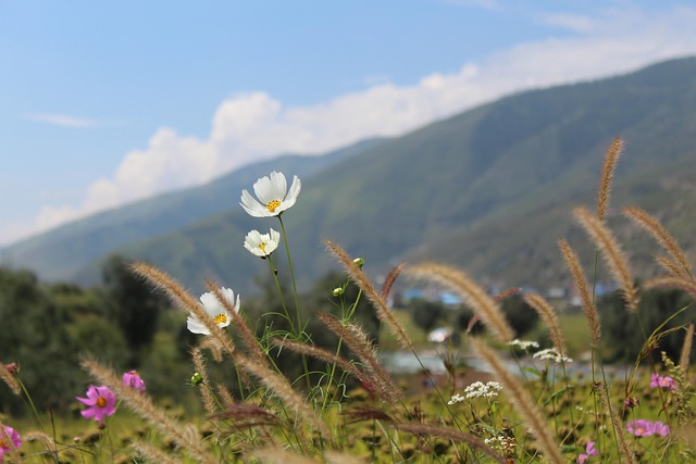 Free Flower Blossom photo and picture
