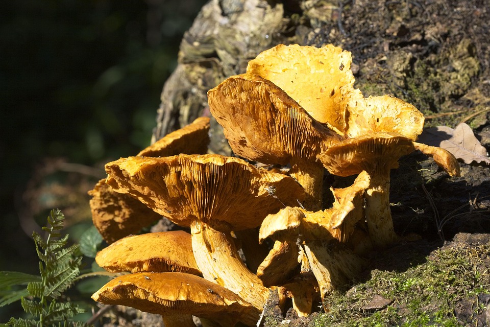 Reino Unido: Expertos instan a buscar hongos singulares en otoño