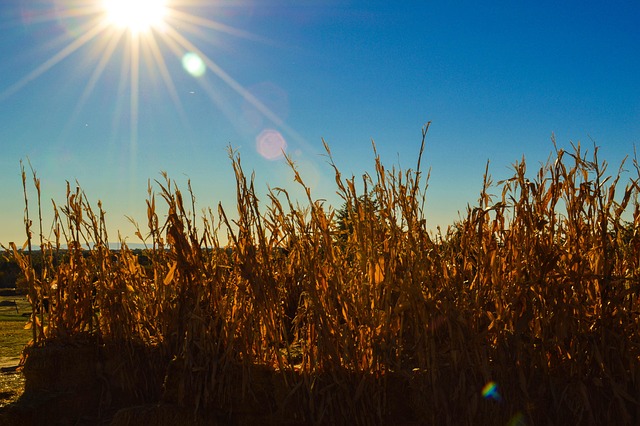 Free Boise Botanical Garden Corn photo and picture