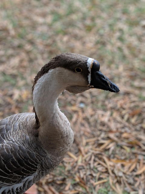 Free Goose Goose Face photo and picture