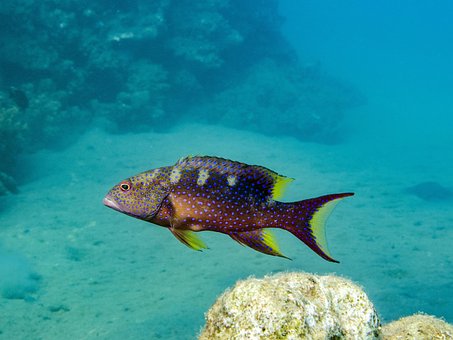 Free Fish Perch photo and picture