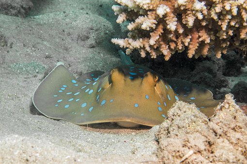 Free Blue Spotted Stingrays Smelled photo and picture