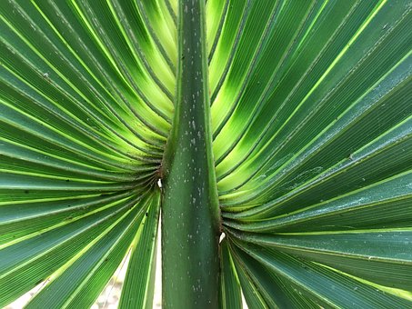 Palme Blade, Sol, Palmeblade, Grøn