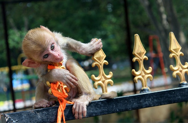 Free Monkey Cute photo and picture