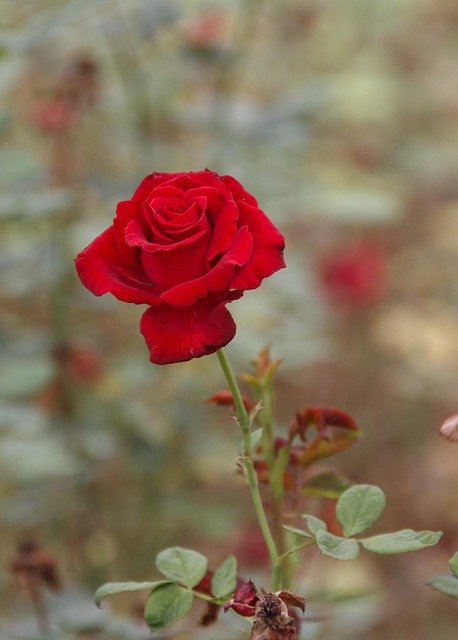Free Chinese Rose Red photo and picture