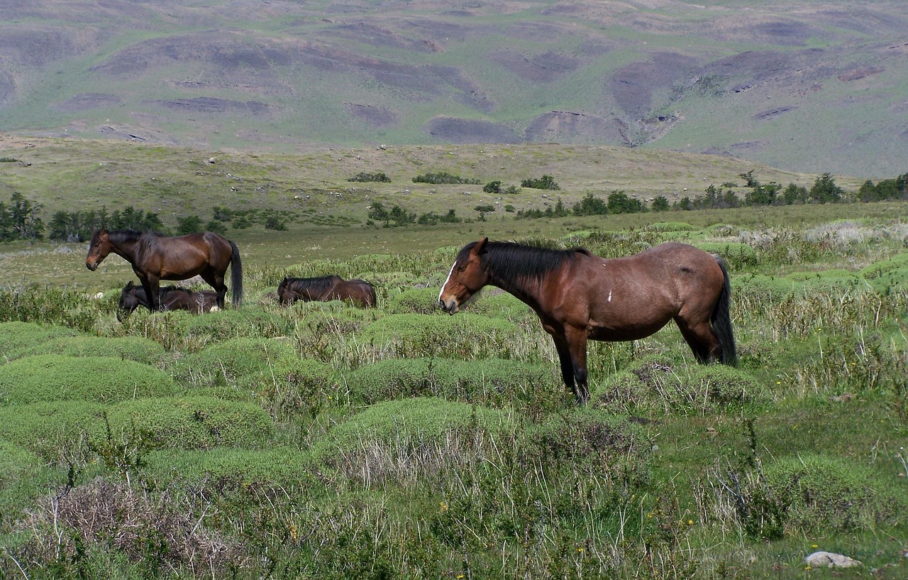 Free Argentina Horses photo and picture
