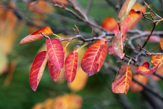 Download free HD stock image of Leaves Autumn Free Leaves Autumn photo and picture
