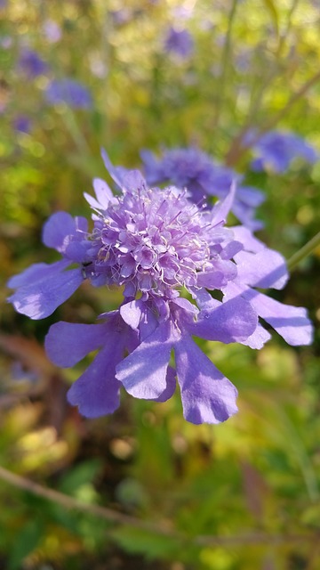 Free Flower Nature photo and picture