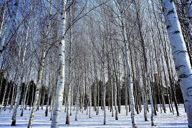 Winter, Schnee, Wald, Pflanze, Wetter