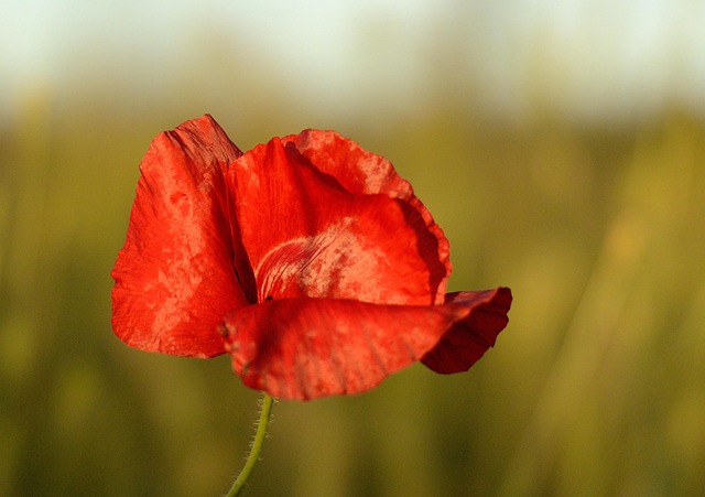 Free Poppy Red photo and picture