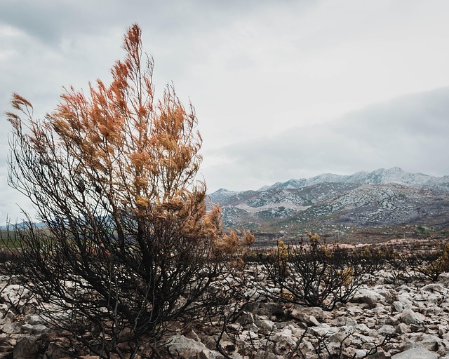 Free Nature Trees photo and picture