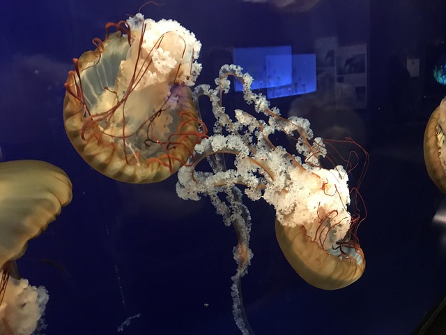 Free Chattanooga Tennessee Aquarium photo and picture