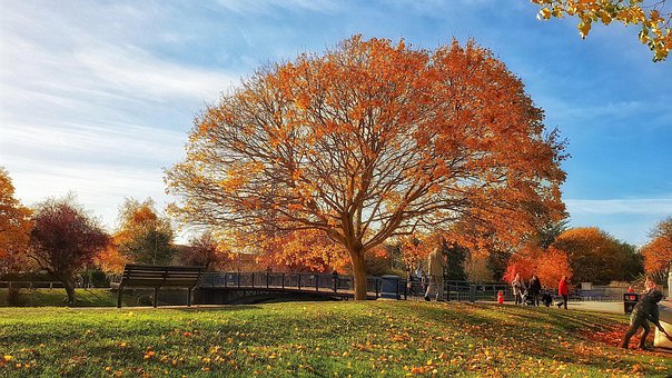 Parque, Árbol, Otoño, Paisaje