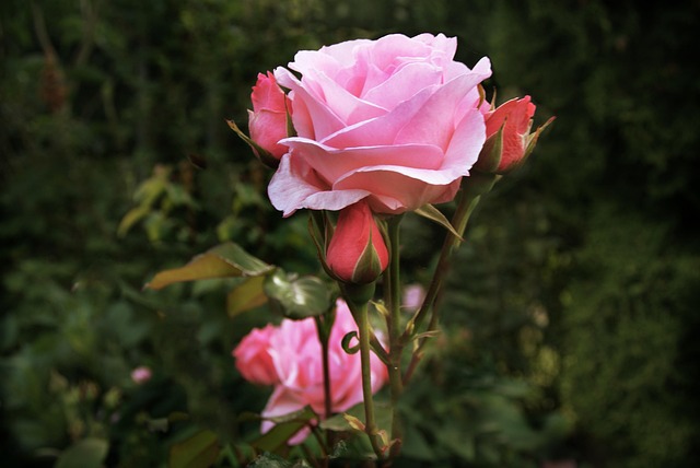 Rose, Haven, Rosenblomst, Danmark