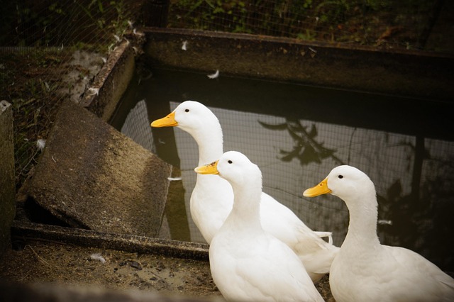 Free Ducks Farm photo and picture