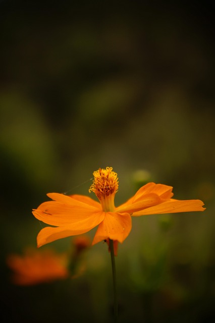Free Flower Flower Background photo and picture