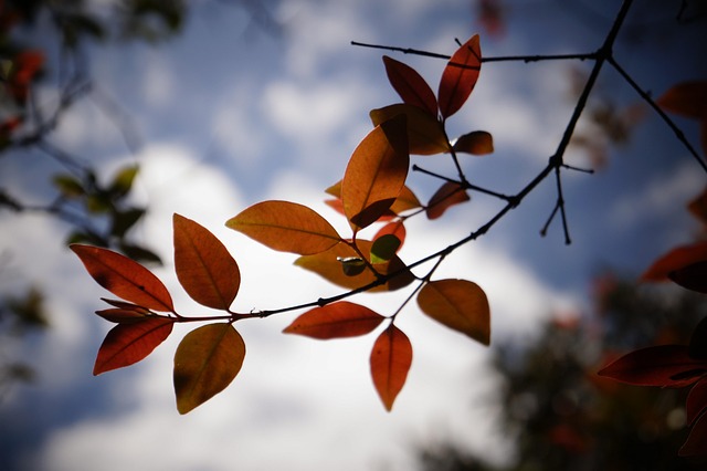 Free Sheets Tree photo and picture