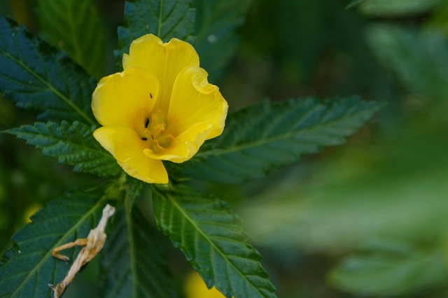 Free Flower Yellow photo and picture