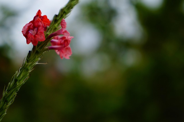 Free Flower Rosy photo and picture
