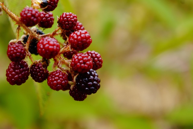 Free Blackberries Fruit photo and picture