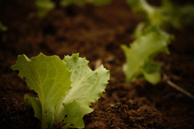 Free Plant Lettuce photo and picture