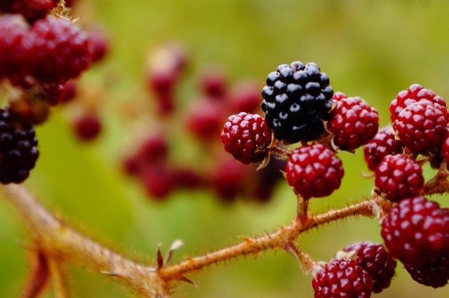 Free Blackberries Berries photo and picture