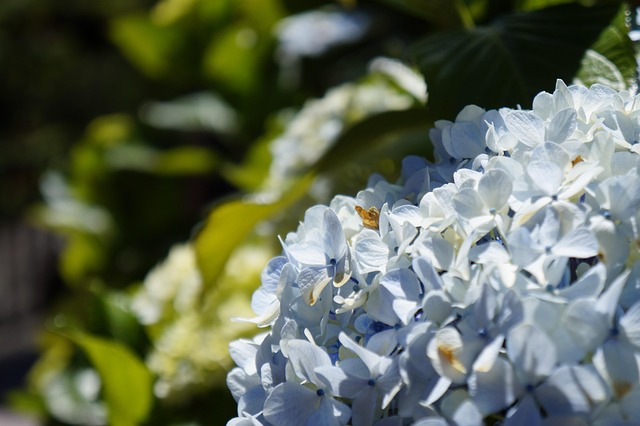 Free Flower Fresh photo and picture