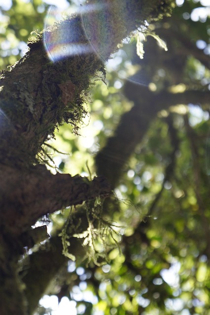 Free Tree Sun photo and picture