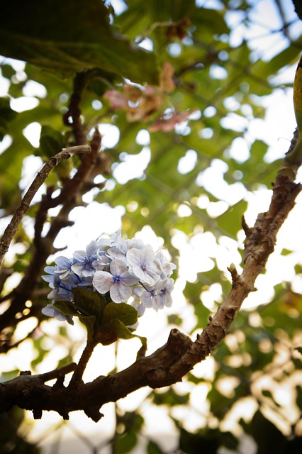 Free Flower Tree photo and picture
