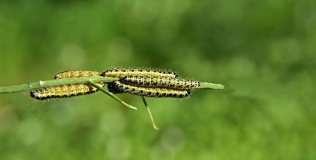 Free Caterpillars Butterfly Caterpillars photo and picture