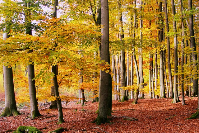 Free Fall Leaves photo and picture