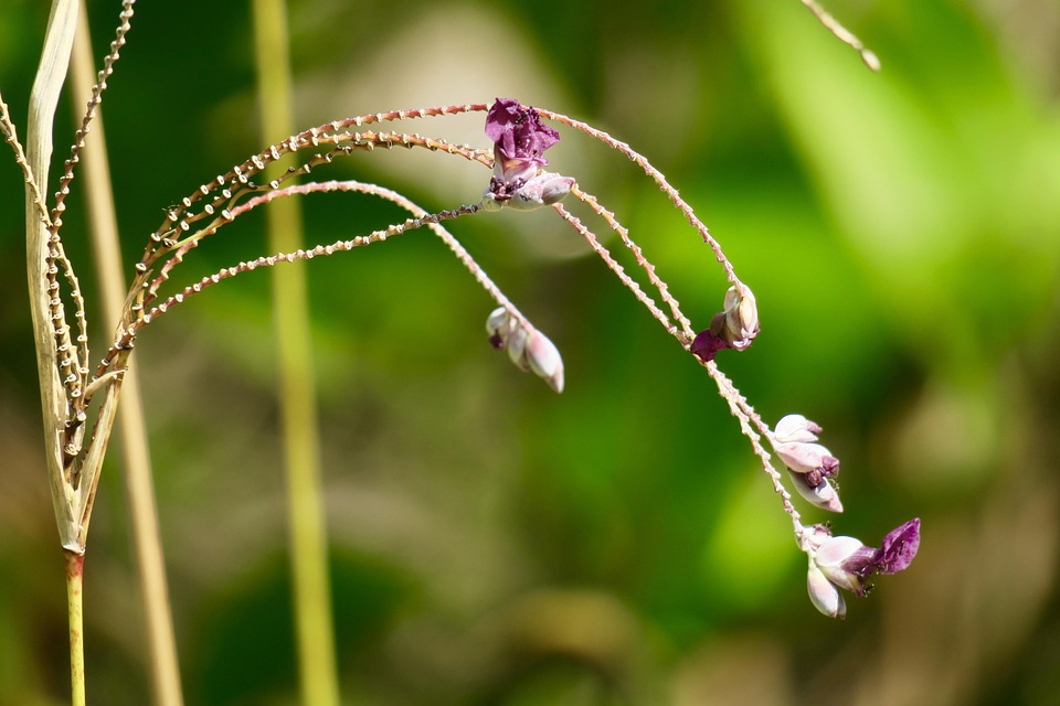 Hong Kong Fleurs Sauvages Photo gratuite sur Pixabay Pixabay