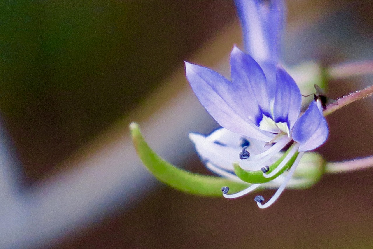 Hong Kong Wildflowers Wild Flowers Free photo on Pixabay Pixabay