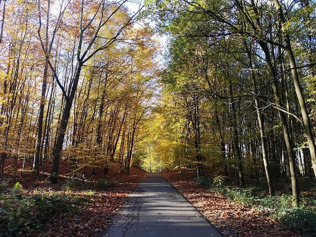 Free Fall Leaves photo and picture