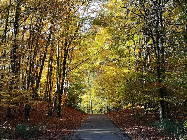 Free Fall Leaves photo and picture
