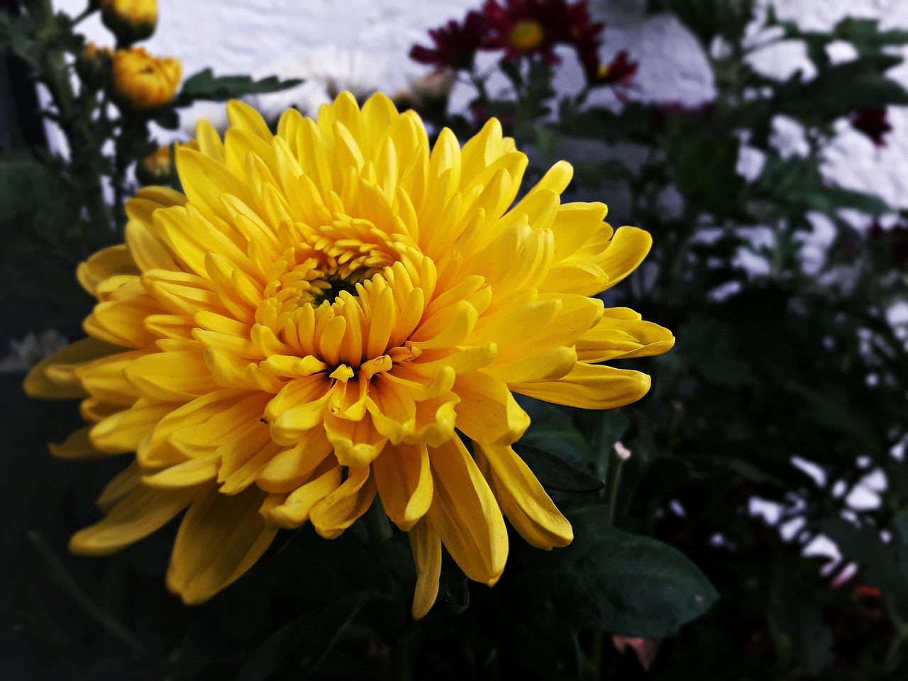 花 秋天 黄色 - Pixabay上的免费照片 - Pixabay