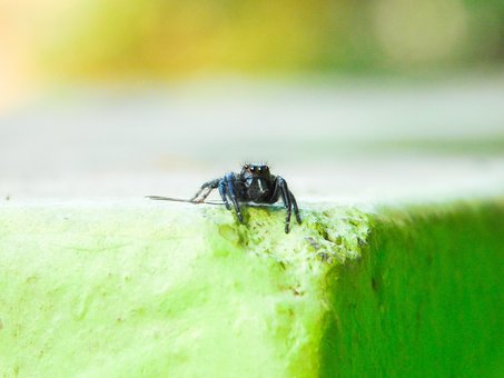 Aranha, Preto, Pequeno, Macro