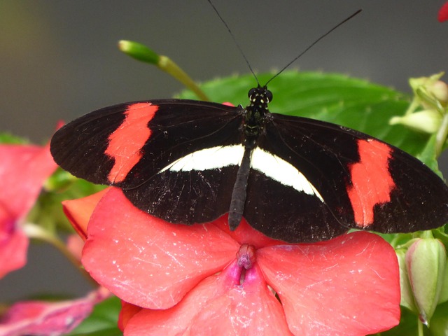 Free Butterfly Black photo and picture