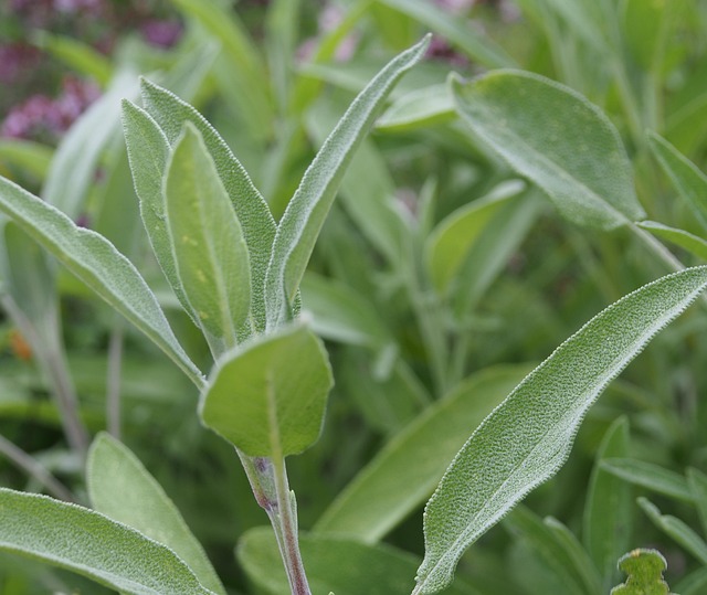 Free Sage Herbs photo and picture
