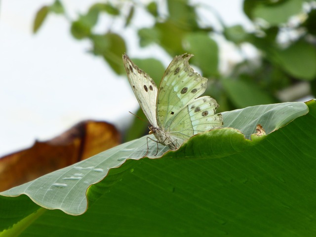 Free Butterfly White photo and picture