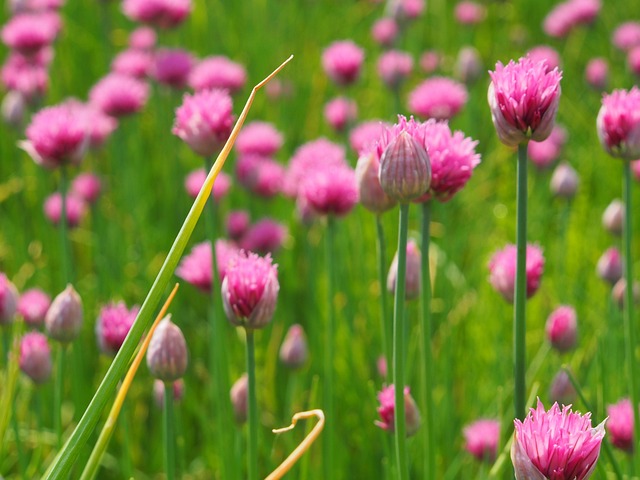 Free Flower Nature photo and picture