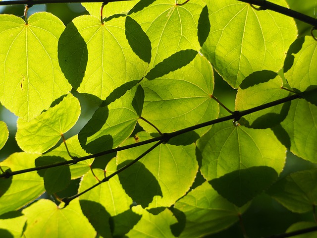 Free Sheet Tree photo and picture