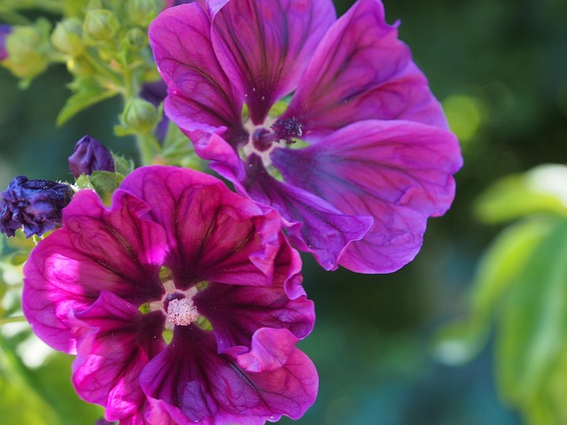 Free Kaarsjeskruid Flowers photo and picture