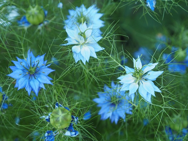 Free Flowers Garden photo and picture