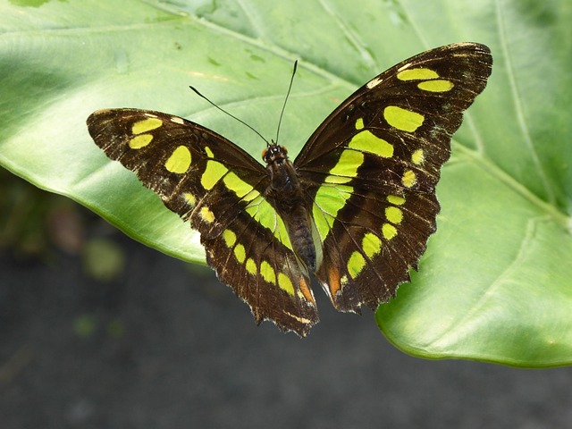 Free Butterfly Beautiful Flowers photo and picture